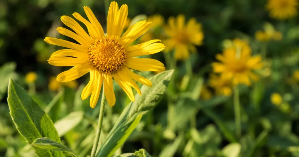 Flores amarelas de arnica em destaque