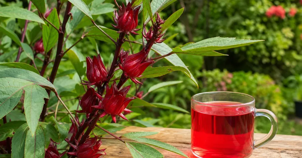 Flores de hibisco ao lado de uma xícara de chá vermelho