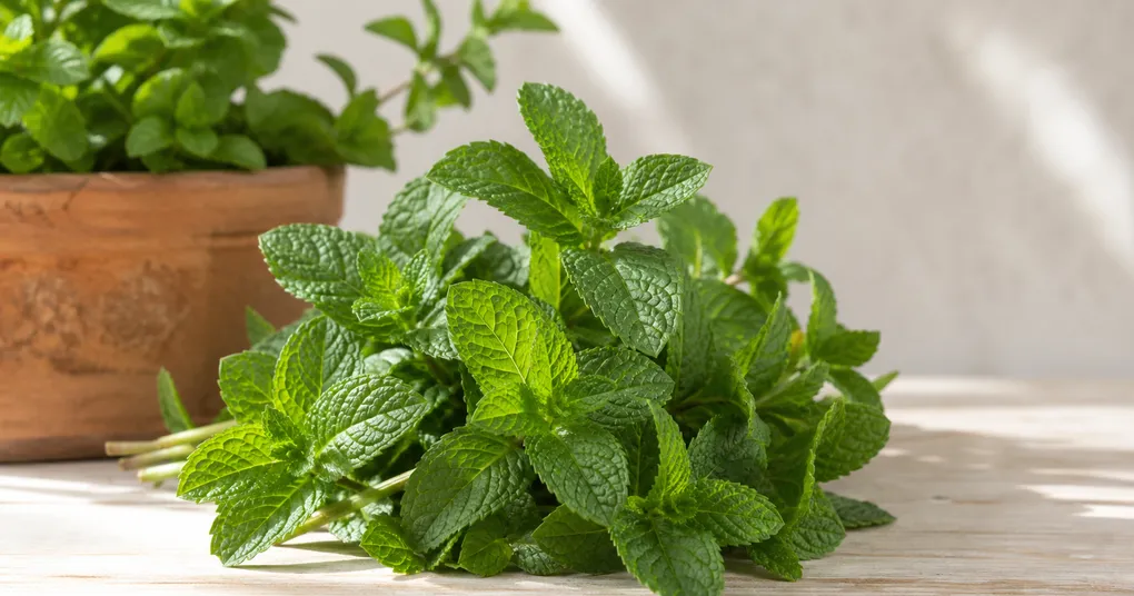 Folhas frescas de hortelã-pimenta