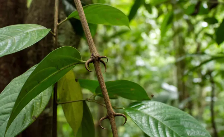 Folhas e cipós da planta unha-de-gato