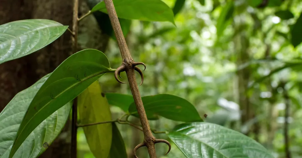 Folhas e cipós da planta unha-de-gato