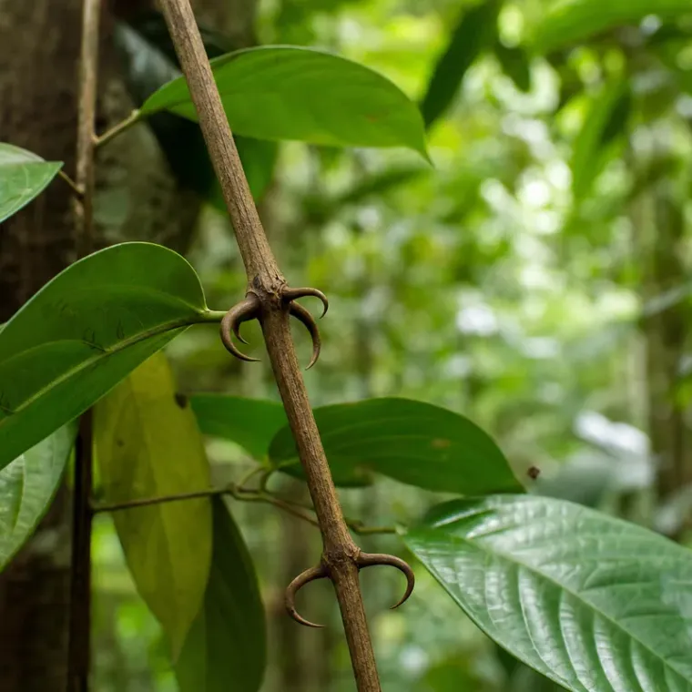 Folhas e cipós da planta unha-de-gato